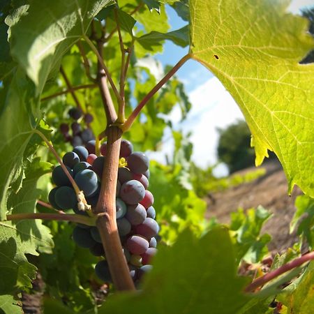 Beaulieu-sur-Layon Domaine De La Soucherie - Chambres D'Hotes מראה חיצוני תמונה