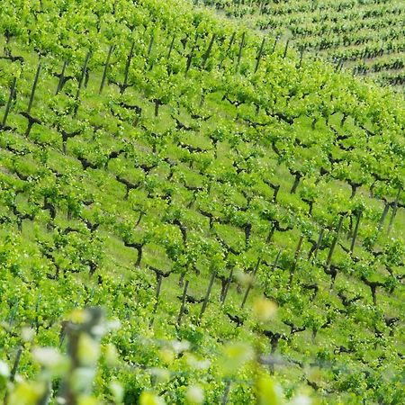 Beaulieu-sur-Layon Domaine De La Soucherie - Chambres D'Hotes מראה חיצוני תמונה