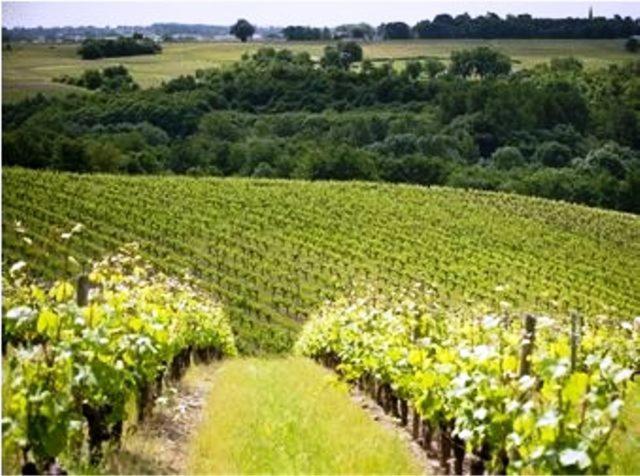 Beaulieu-sur-Layon Domaine De La Soucherie - Chambres D'Hotes מראה חיצוני תמונה