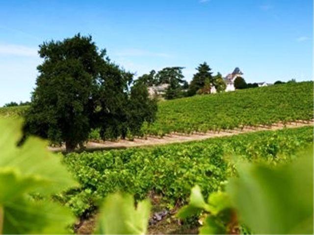 Beaulieu-sur-Layon Domaine De La Soucherie - Chambres D'Hotes מראה חיצוני תמונה