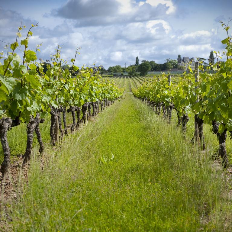 Beaulieu-sur-Layon Domaine De La Soucherie - Chambres D'Hotes מראה חיצוני תמונה