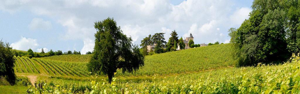 Beaulieu-sur-Layon Domaine De La Soucherie - Chambres D'Hotes מראה חיצוני תמונה